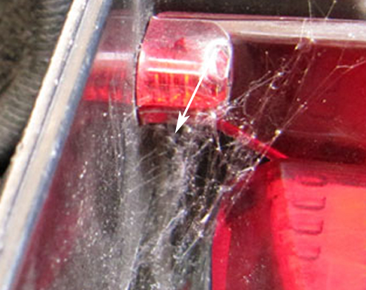 Philaeus chrysops motociclista - Trieste (TS)